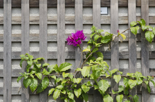 daisys-roof_garden-collage_andreana-bitsis-5