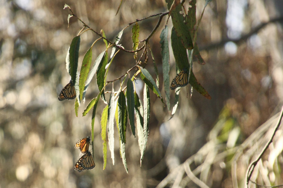 The Goleta Butterfly Preserve Is An Enchanting Find Garden Collage