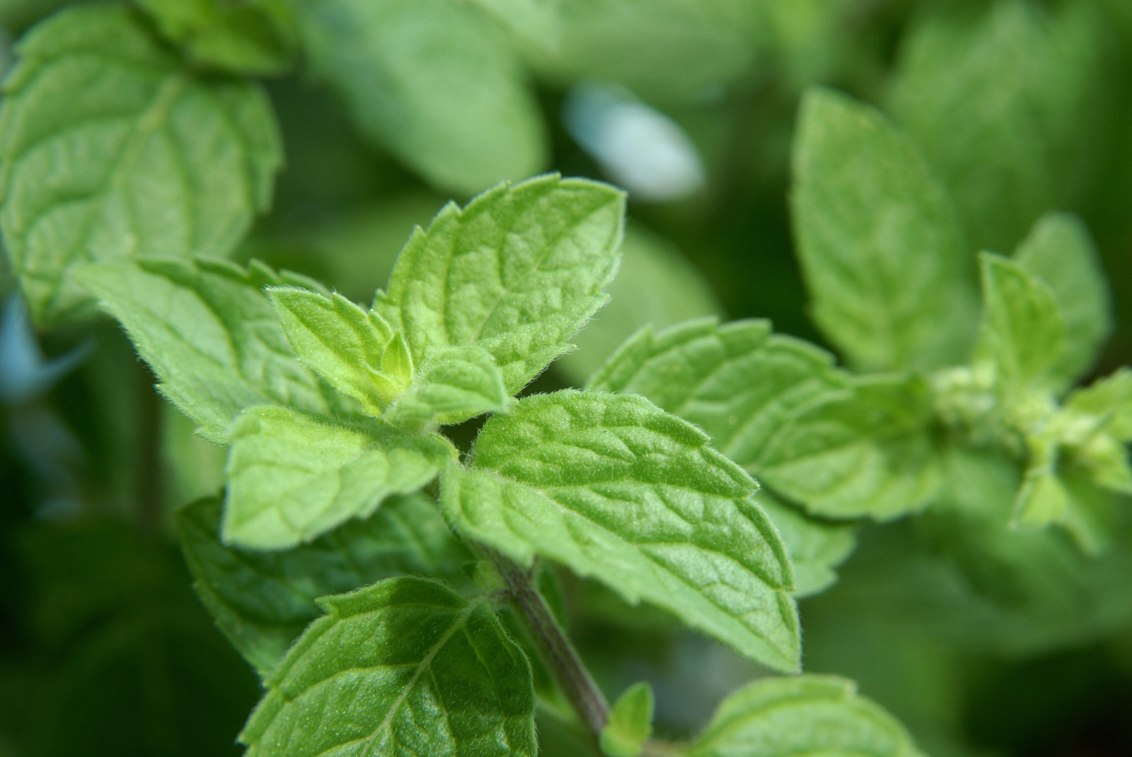 Томята. Оливеро лечебное растение. Grasp the Nettle. Что такое Томята тосущи.