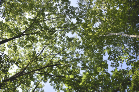 iForest