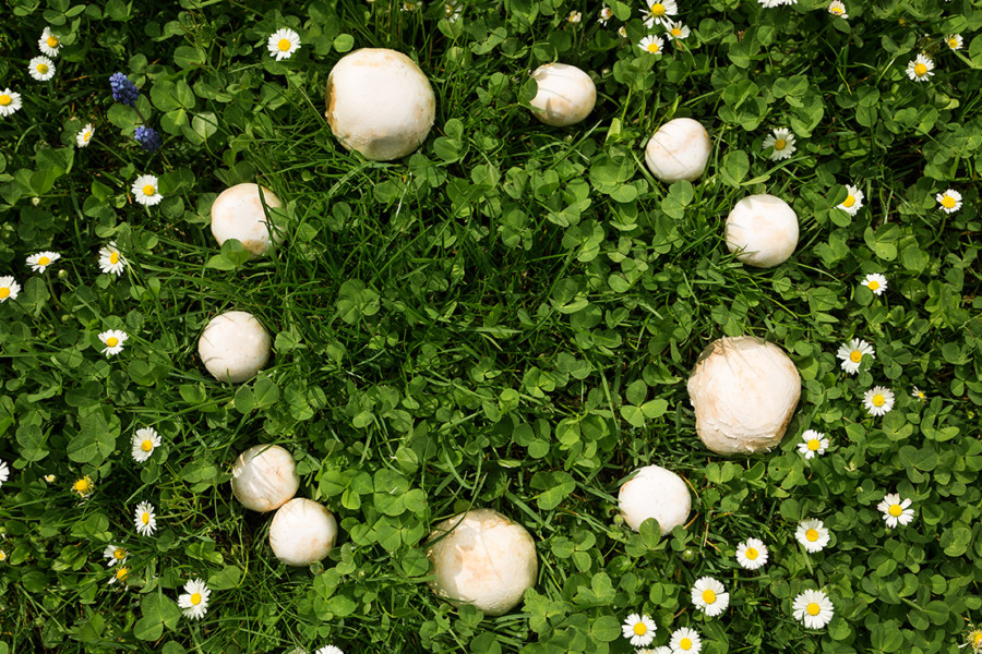The Myth and Lore of The Fairy Ring - Garden Collage Magazine