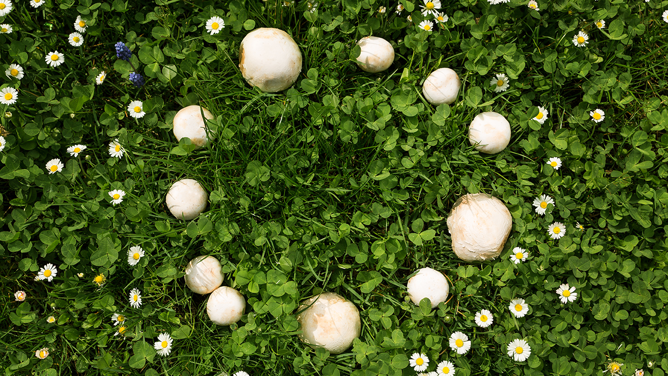 The Myth and Lore of The Fairy Ring - Garden Collage Magazine
